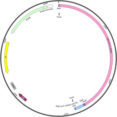 Novel and efficient method for the reconstruction of adenoviruses through isothermal assembly and its potential applications